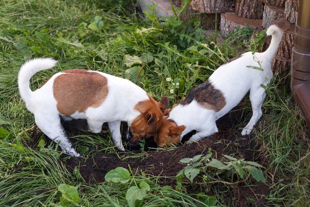 par-jack-russell-terriers-cavando-agujero-perros-patio-trasero-al-aire-libre-perros-jugando-al-aire-libre-parque_99272-3918.jpg