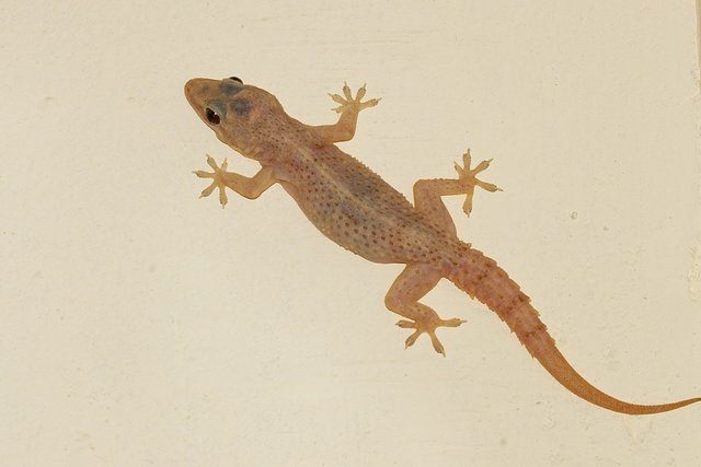 1200px-Hemidactylus_frenatus_9701.jpg