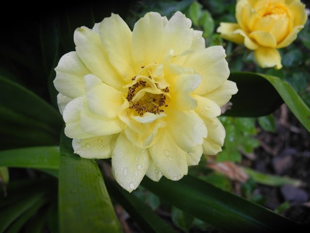 DSCN6216-1.JPG