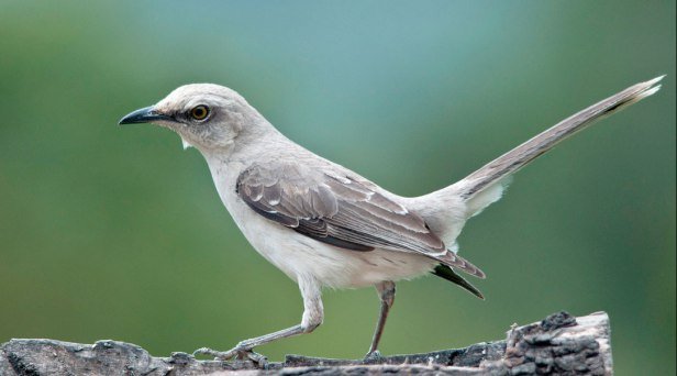 mimus-gilvus-priscilla-burcher.jpg