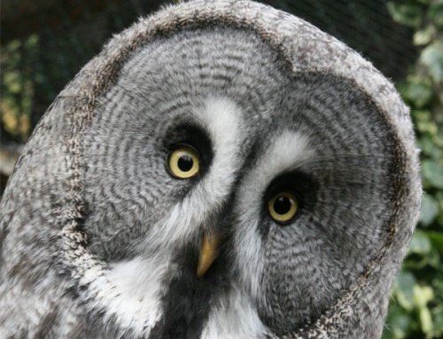 iolo-jnr-great-grey-owl-e1560169127502.jpg