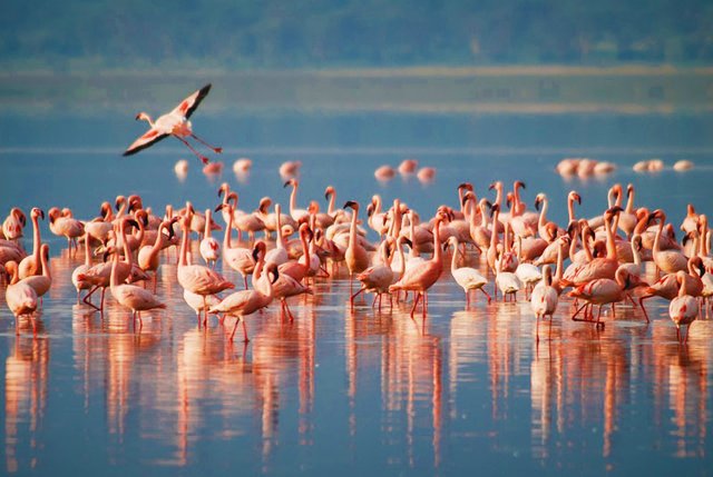 Top Things to Do on Best Tanzania Safaris in Lake Manyara Park.jpg