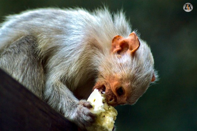 sagui_4.jpg