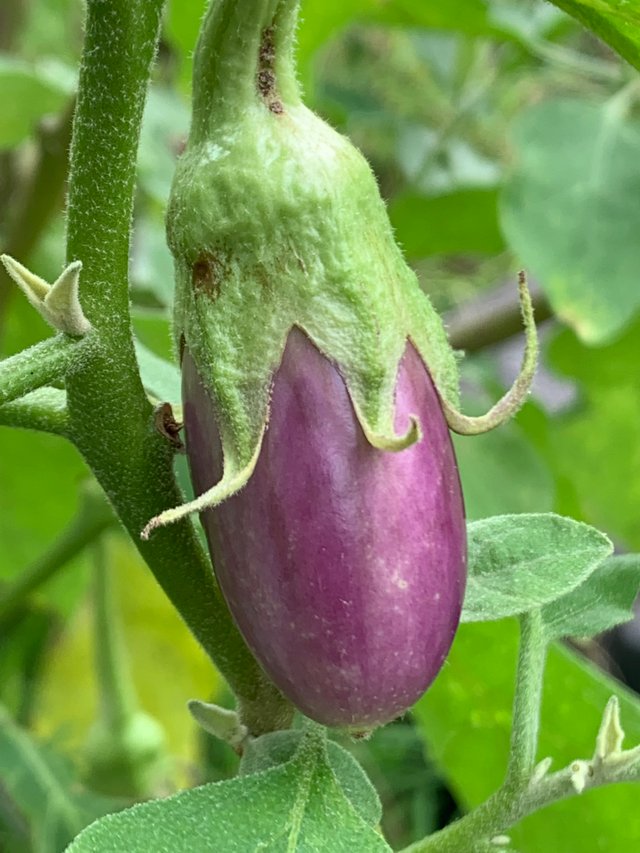 vegetable3.jpg