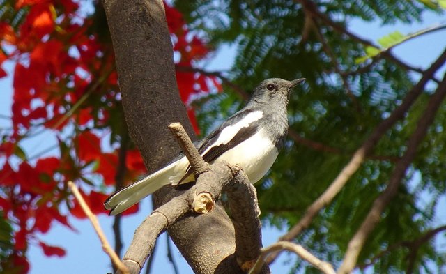 bird-5080925_1920.jpg
