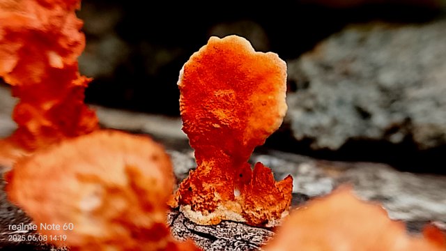 IMG_20250608_141928.jpg