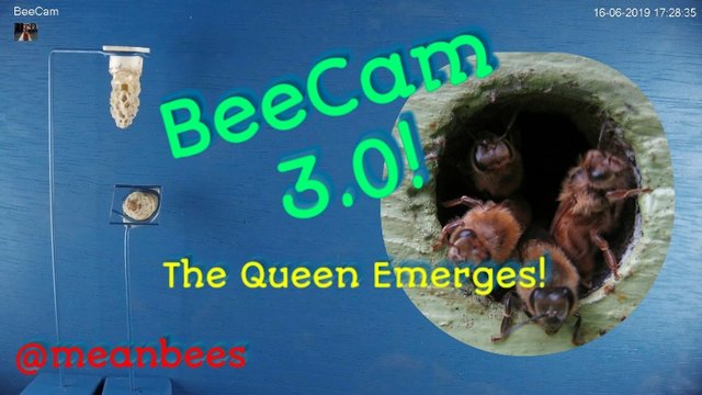 BeeCam3.0.jpg