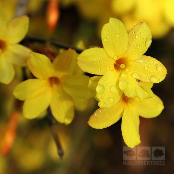 Jasmine-nudiflorum_grande.jpg