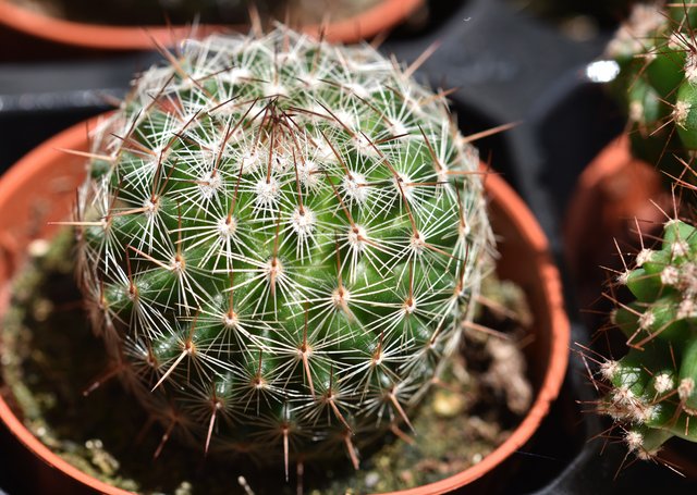 Cactus Mammillaria round.jpg