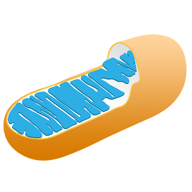 mitochondria-3016868_960_720.png