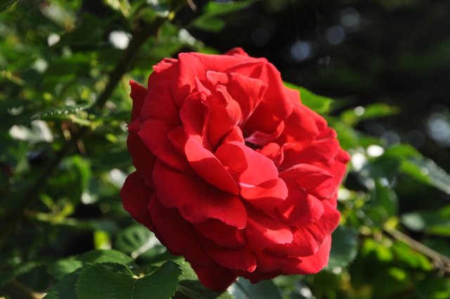Flower-Red-Rose-Nature-Garden-Blossom-Summer-3447925.jpg