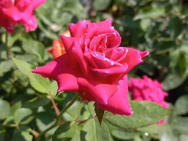 42334.jpg