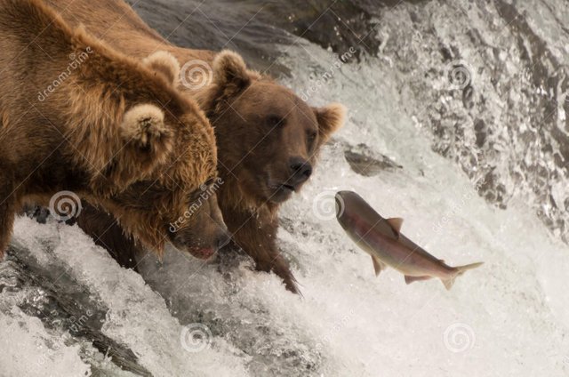 salmon-jumps-towards-two-bears-waterfall-leaping-brooks-falls-alaska-one-them-few-inches-catching-57467782.jpg