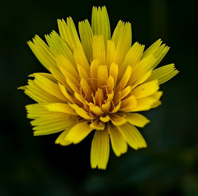 florecilla-amarilla1.jpg