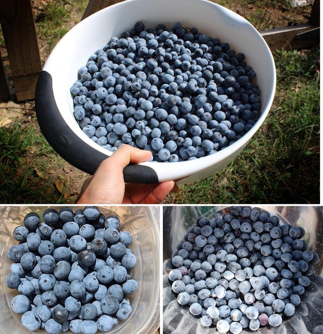 blueberry13.jpg