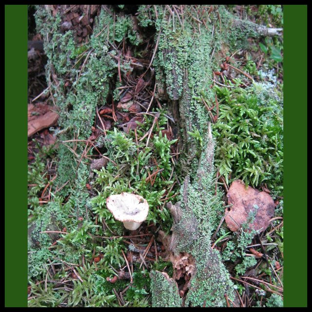 moss and lichen covered old stump with frilly mushroom in it.JPG