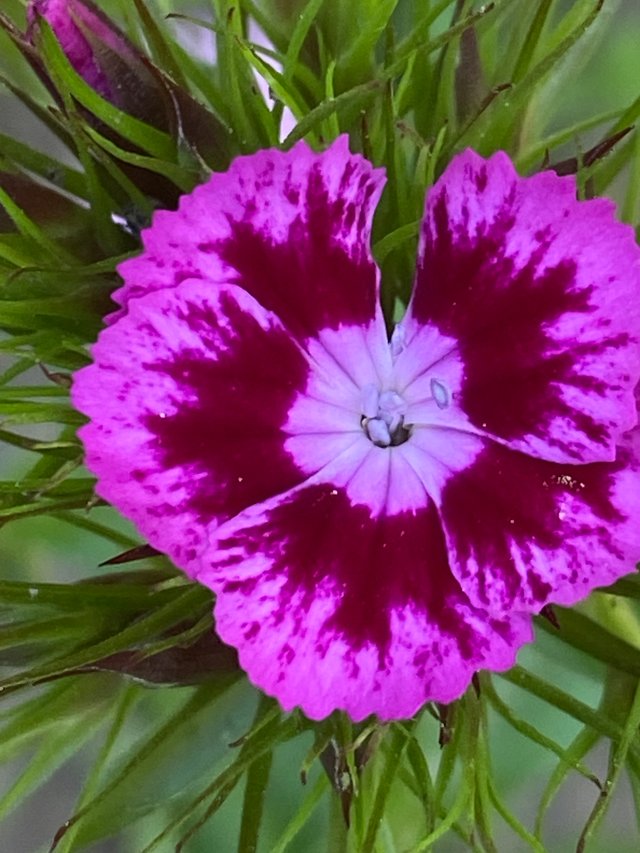 IMG7950.JPG