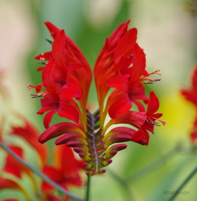 1-crocosmia-flower.jpg