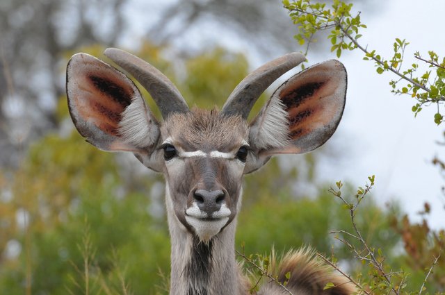 kudu-6382072_1920.jpg