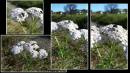 thumbnail collage yarrow flies.png