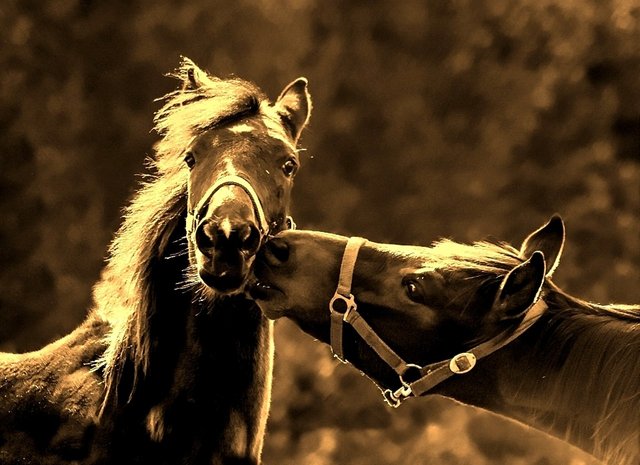 horses-998300_1280.jpg