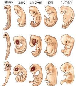 embryos-animals-stages-another-development-forms-progress~2.jpg