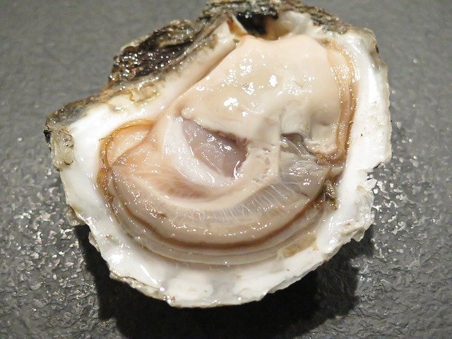 oyster-1576297_640.jpg