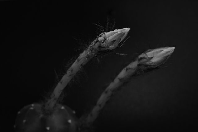 echinopsis subduenta buds bw 1.jpg