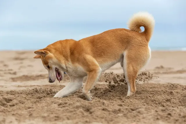 Shiba_Inu_dog_digging_a_hole_at_the_beach._VX.width-1200.webp