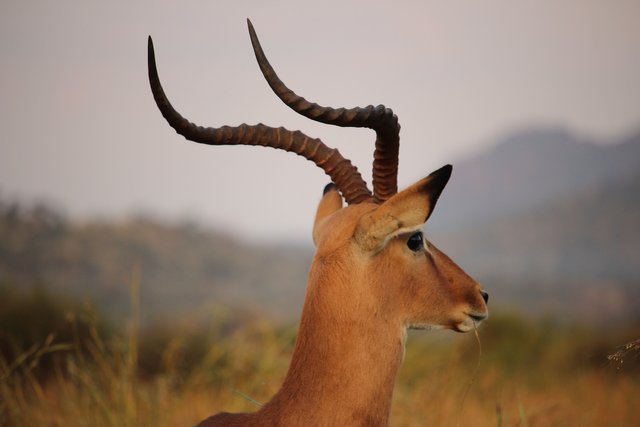 antelope-3474819_1920.jpg