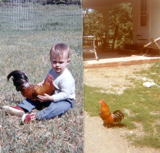 Chickens in B'ston - John crop 1965, 1971A.jpg