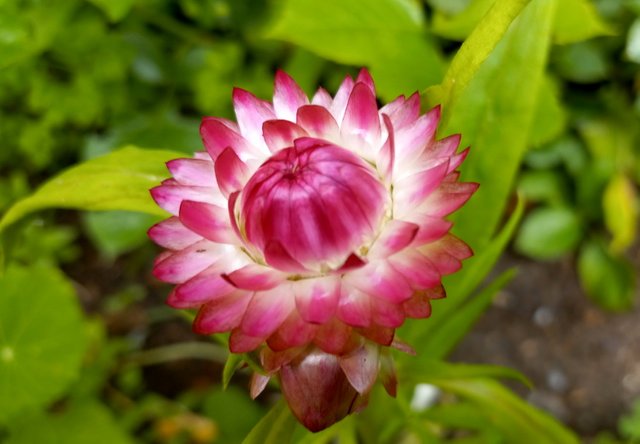 CT0302-Strawflower06.jpg