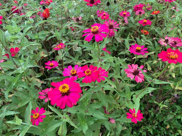 IMG_6618.jpeg