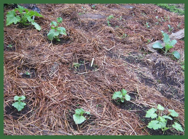 cucumber zuchinni and cabbage bed.JPG