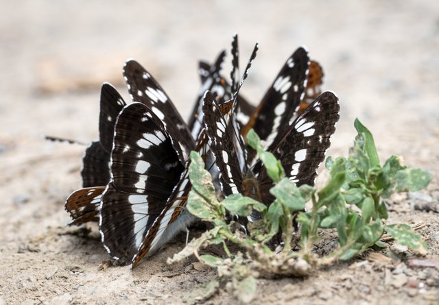 Kleiner Eisvogel (Limenitis camilla)_CI4A8137-BF.jpg