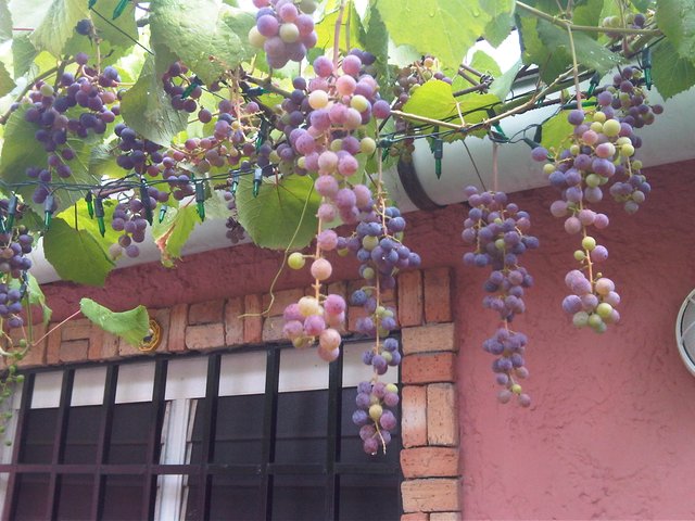 uvas3.jpg