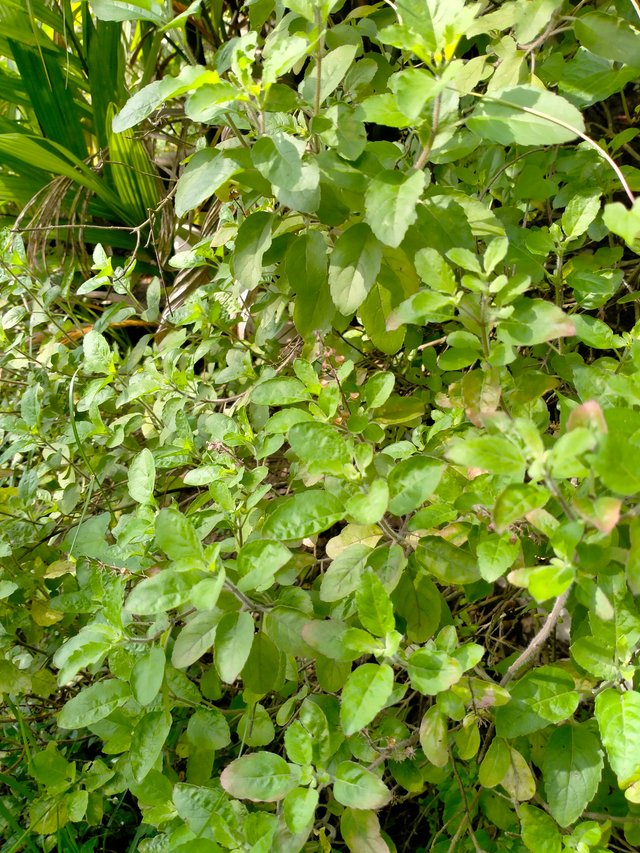 IMG20250929094820.jpg