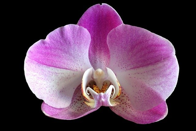 orchid-233425_640.jpg