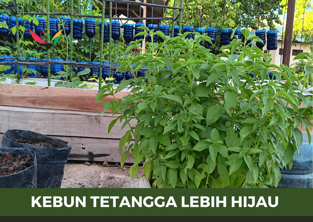 Kebun Tetangga.png