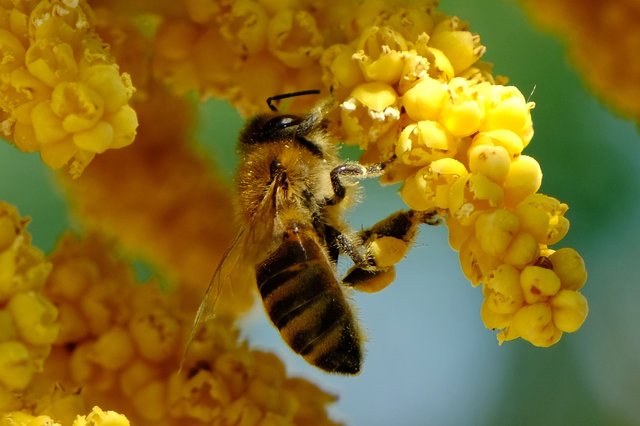 honey-bee-6399475_1920.jpg