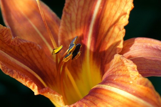 orange-lilies-9331001_640.jpg