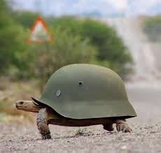 helmet turtle.jpg
