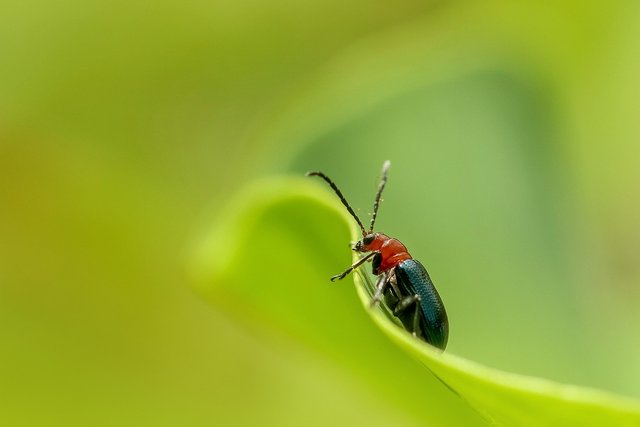 insect-3053746_1280.jpg