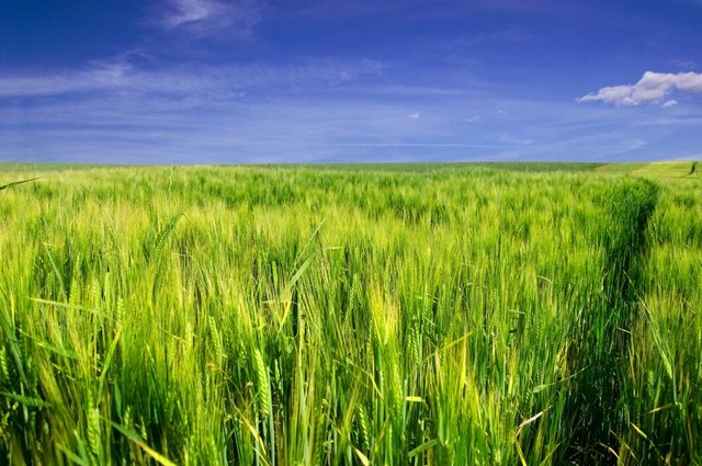 green-wheat_1204-49.jpg