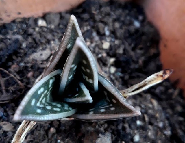 gonialoe variegata.jpg