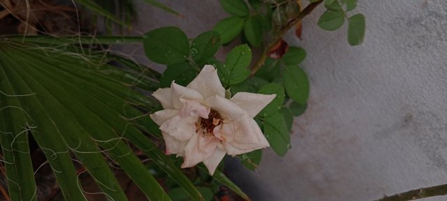 IMG_20250818_183421_101.jpg