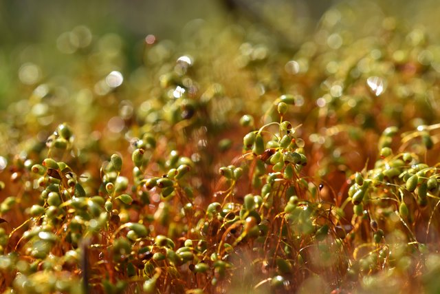 moss spores macro bokeh.jpg