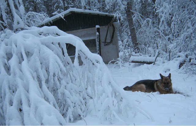 Bruno laying by well house snowy trees.JPG