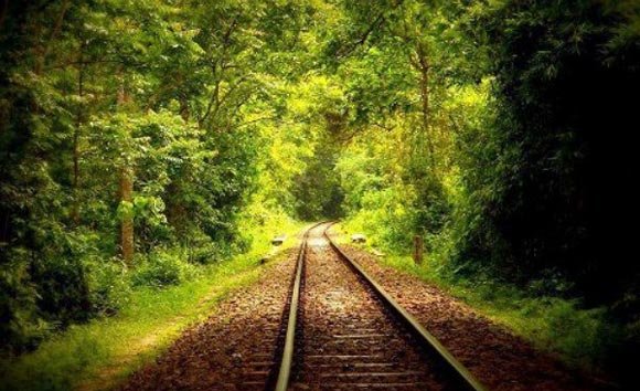 Lawachara-Rain-Forest-Train-Line.jpg