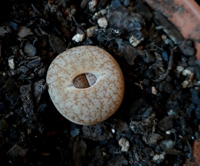 Lithops2.jpg